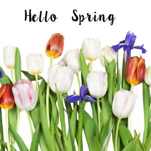 Purchase a Petite Bag & Save 15% on Shells Spring/Summer Value Bundle click for details